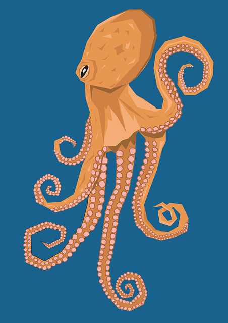 octopus