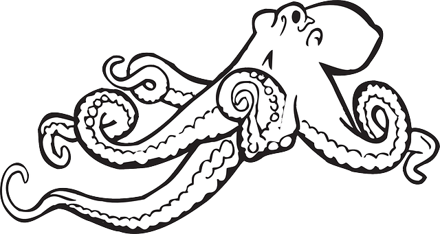 octopus